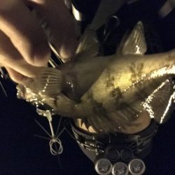 林崎漁港でメバリング