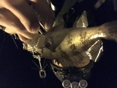 林崎漁港でメバリング