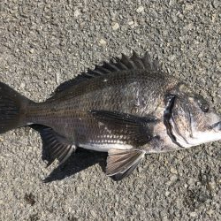 イチノ兄弟、釣果！