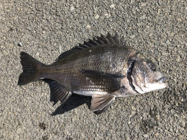 イチノ兄弟、釣果！