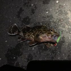 とびだせメバルちゃん~ガッシーを添えて~