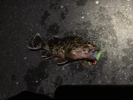 とびだせメバルちゃん~ガッシーを添えて~