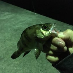 いろいろ狙い！