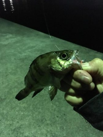 いろいろ狙い！