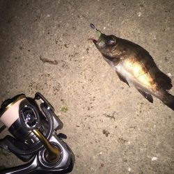 久々のメバル②