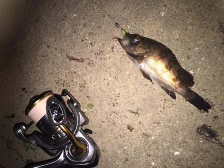 久々のメバル②