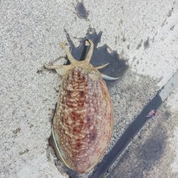 ヤリイカ狙いのはずがコウイカ爆釣！