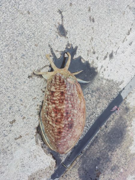 ヤリイカ狙いのはずがコウイカ爆釣！