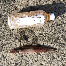 ヤリイカ終盤、厳しい〜