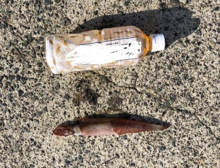 ヤリイカ終盤、厳しい〜