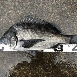 イチノ兄弟、釣果