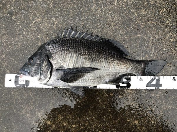 イチノ兄弟、釣果