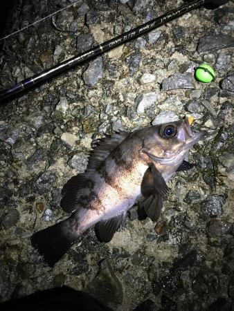 雨上がりまずまず