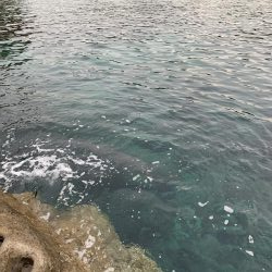 ライトテキサス