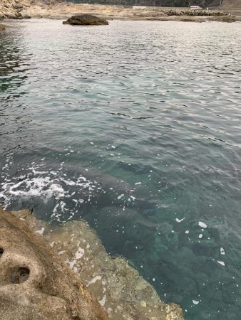 ライトテキサス