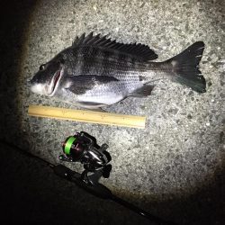 メバリングが又してもチニングに