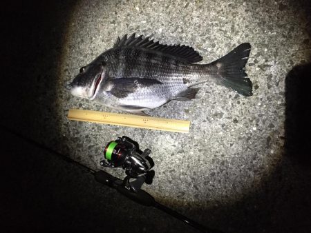 メバリングが又してもチニングに