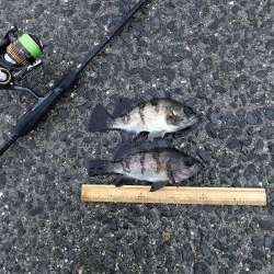 みんなでメバル