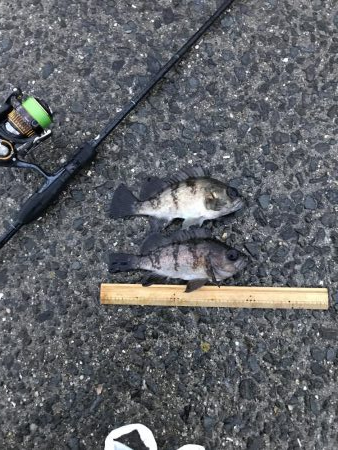 みんなでメバル