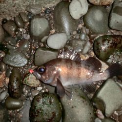 メバルは煮付けにて