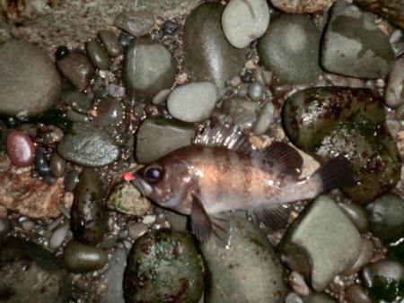 メバルは煮付けにて