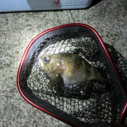 渋い中で何とか25㎝