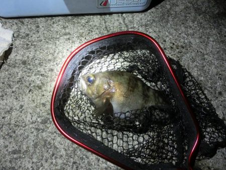 渋い中で何とか25㎝