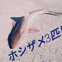 ホシザメ!!
