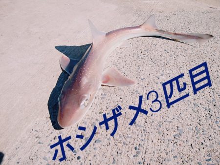 ホシザメ!!