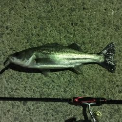 ナイトメバリング