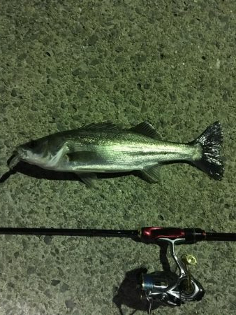 ナイトメバリング