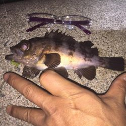 久しぶりにメバル!