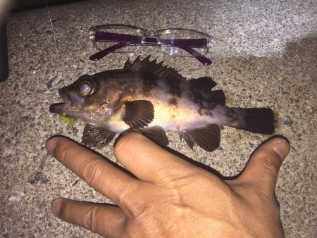 久しぶりにメバル!