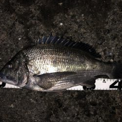 イチノ兄弟、釣果！