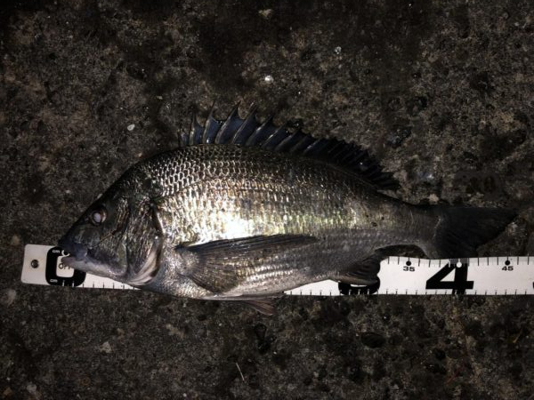 イチノ兄弟、釣果！