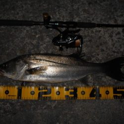 ベイトはアミエビ???。