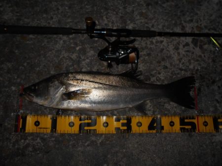 ベイトはアミエビ???。