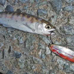 サクラマス狙いが