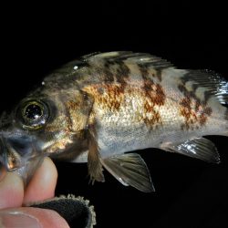 爆風、そして雨