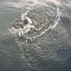 船際パターンでシーバスキャッチ♪