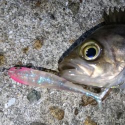 渋いながらもメバルプラッキング