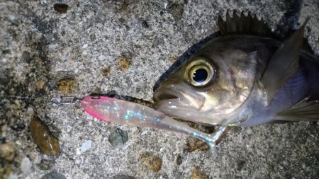 渋いながらもメバルプラッキング