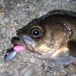 意外と潮が動かず大苦戦！！