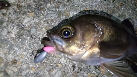 意外と潮が動かず大苦戦！！