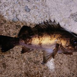 渋かったですが