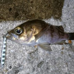 今夜は高活性！！