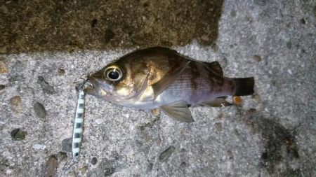 今夜は高活性！！