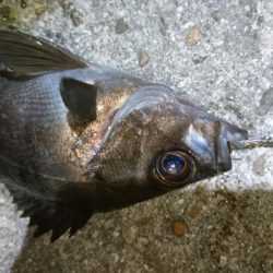 今夜のメバルはジグパラマイクロ