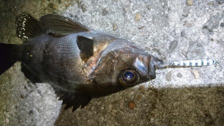 今夜のメバルはジグパラマイクロ