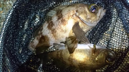 小雨降る中少しだけ